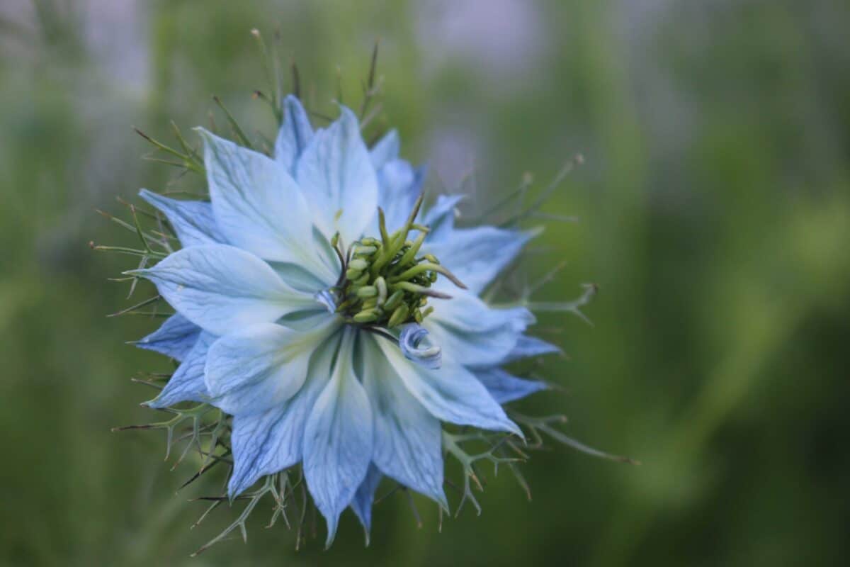 Juffertjeinhetgroen Zadenbibliotheek Nederland