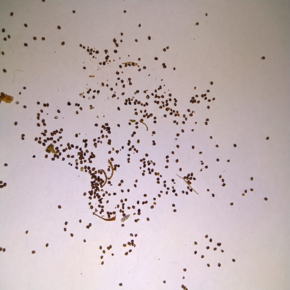 Tabakzaden - Magic Garden Seeds