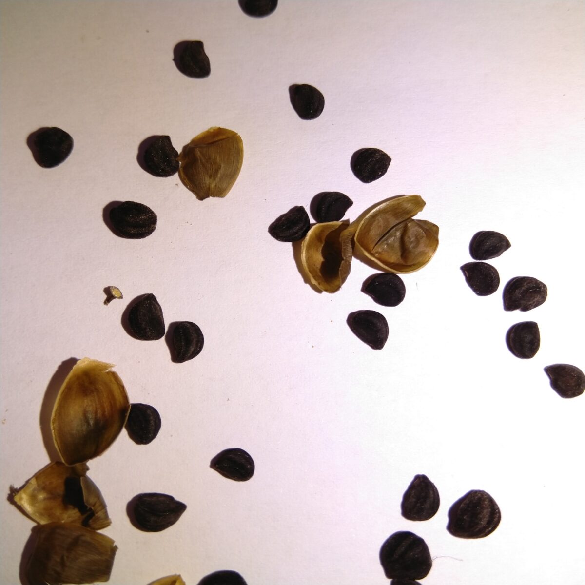 Ipomoea Zadenbibliotheek Nederland